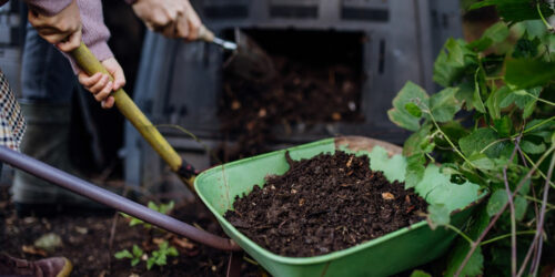 Top 10 Natural Fertilizers for Hydrangeas