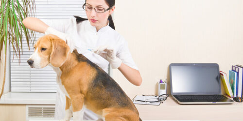 Dog Microchipping Benefits and Top Picks