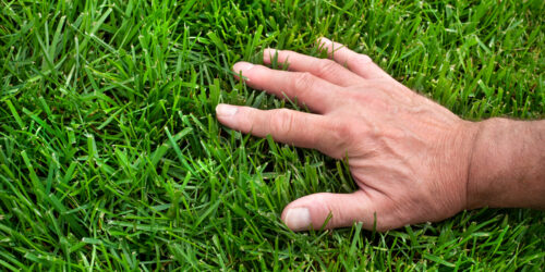 How to Successfully Overseed a Lawn: A Step-by-Step Guide