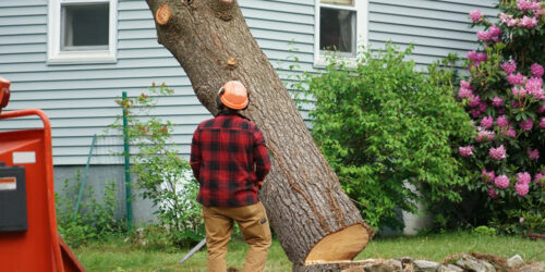 6 Benefits of Hiring Tree Removal Services for Seniors