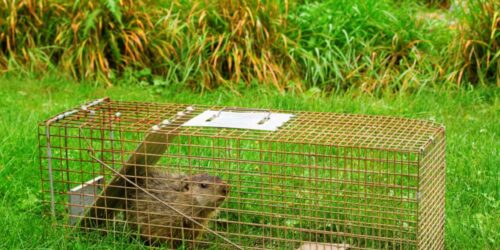 6 Effective Ways to Get Rid of Groundhogs