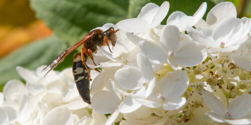 6 Ways to Get Rid of Cicadas from One&#8217;s Property