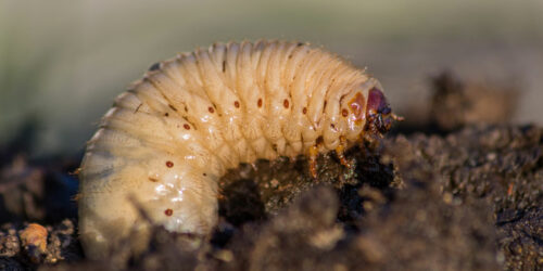 8 Ways to Get Rid of Armyworms