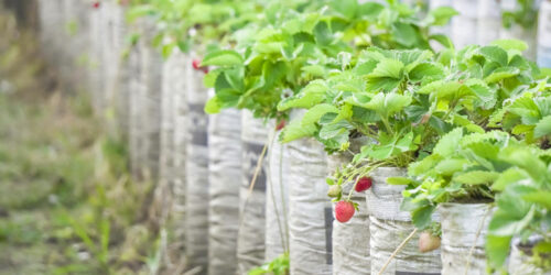 Key Things to Know When Fertilizing Strawberry Plants