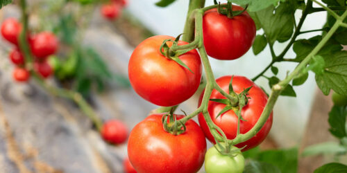 How to Prune Tomato Plants for Maximum Harvest