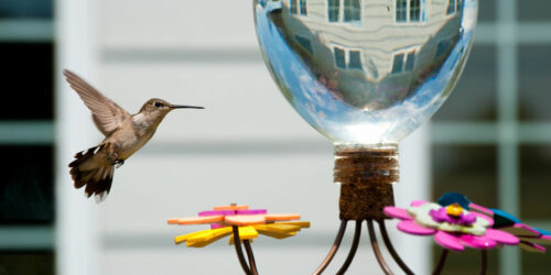 Hummingbird Feeders &#8211; Types, Top Options, and Tips