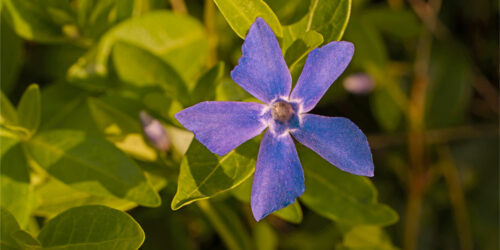 7 Easy Ways to Get Rid of Periwinkle