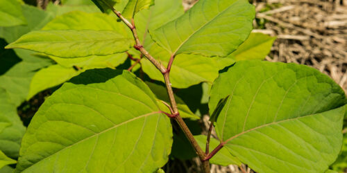 4 Ways to Permanently Get Rid of Knotweed