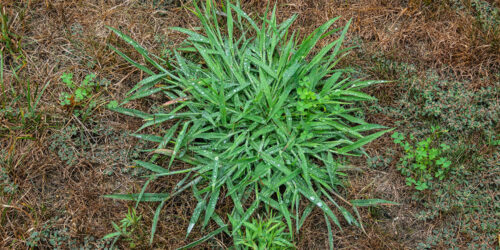 8 Ways to Get Rid of Quackgrass