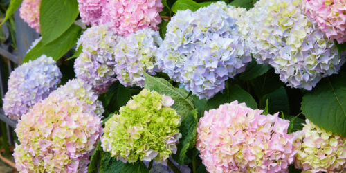 The Best Fertilizer for Hydrangeas &#8211; A Comprehensive Guide