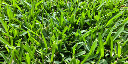 The Best Fertilizer for St. Augustine Grass: A Comprehensive Guide