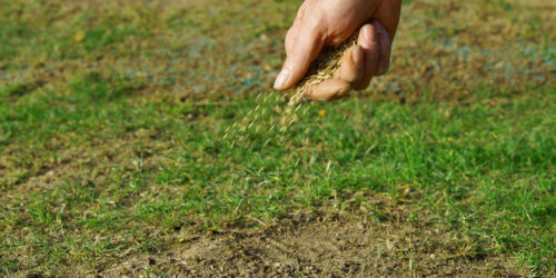 Types of Grass Seeds and Lawn Care Tips