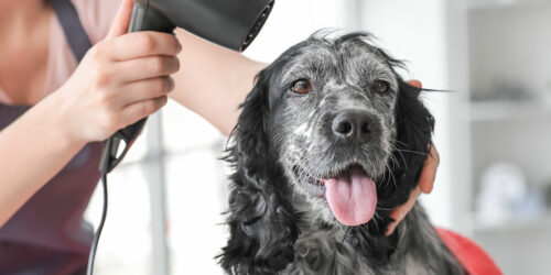 Pet Fur Grooming &#8211; Importance, Mistakes, and Tips