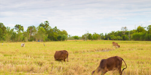 7 Tips for Removing Brown Grass